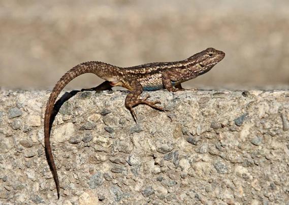 壁虎跑進家裡代表什麼