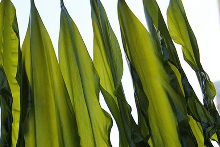 昆布白白的是什麼