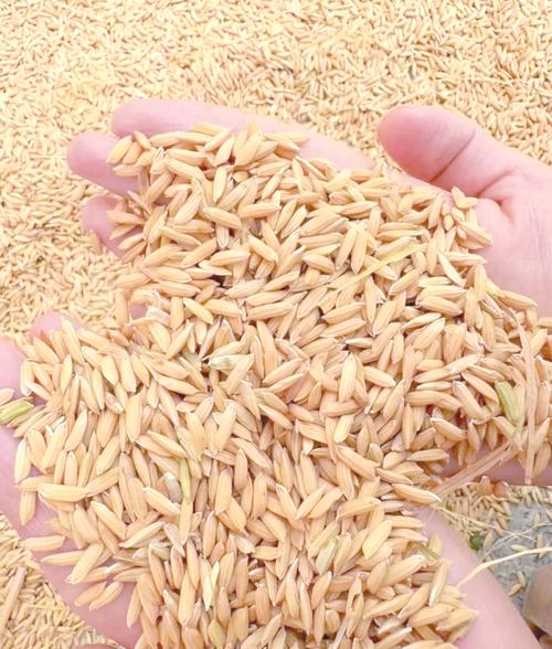 台灣稻米一年收成幾次