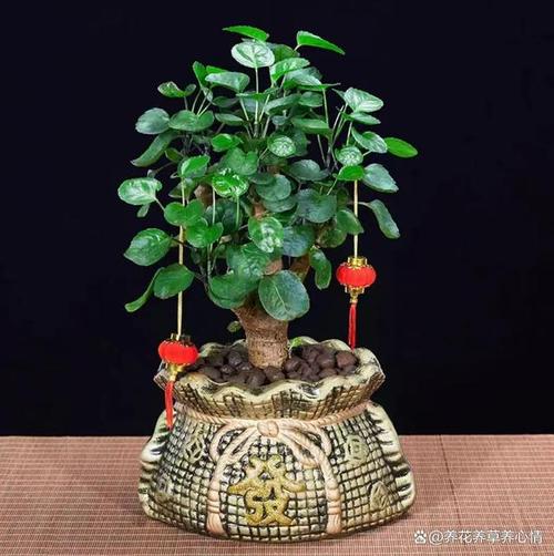 家裡擺什麼花招財