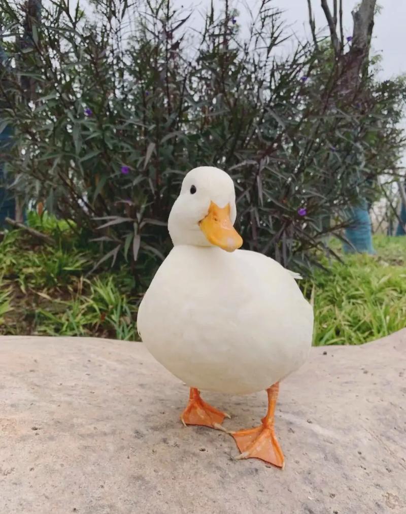 柯爾鴨一隻幾元