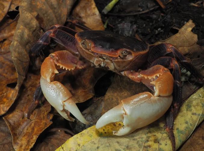 陸蟹是保育類嗎:台灣陸蟹保育現況與您能做的事 3 陸蟹是保育類嗎