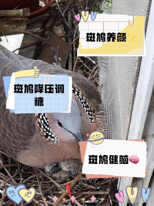 斑鳩壽命