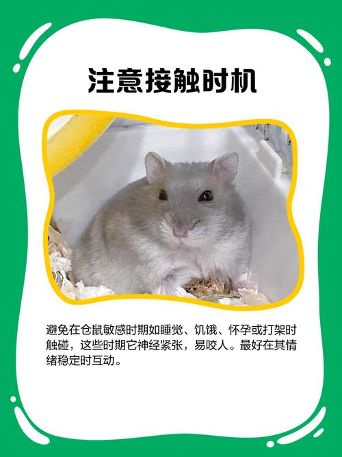 倉鼠會咬人怎麼辦