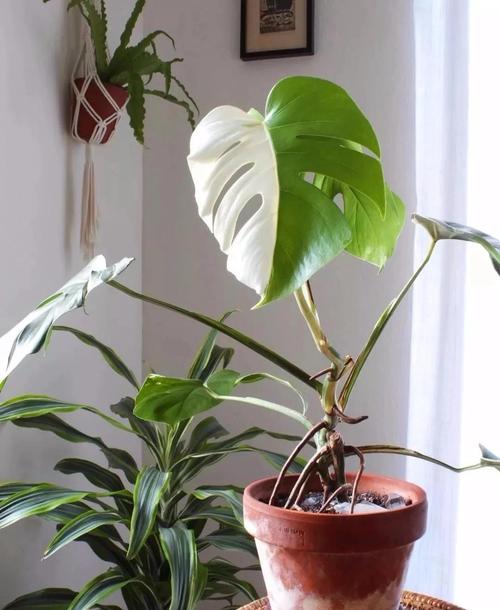 淨化空氣的植物有哪些