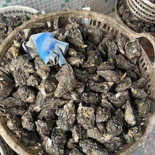 廣島牡蠣能吃嗎