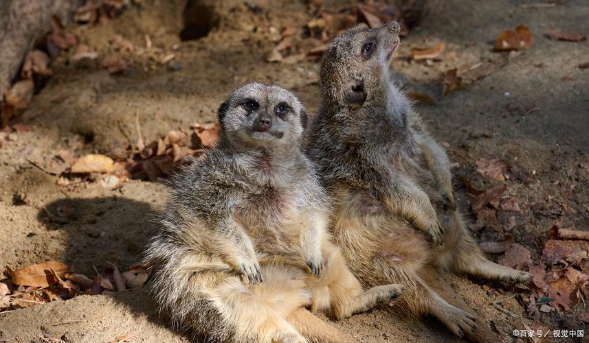 台灣可以養狐濛嗎