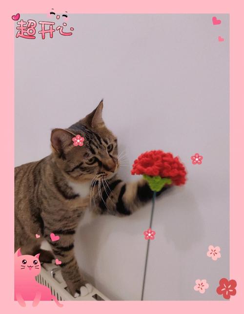 康乃馨貓咪有毒嗎