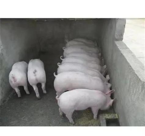 全聯有賣大豬公嗎?深入解析商品資訊、購買指南與常見問題 1 全聯有賣大豬公嗎