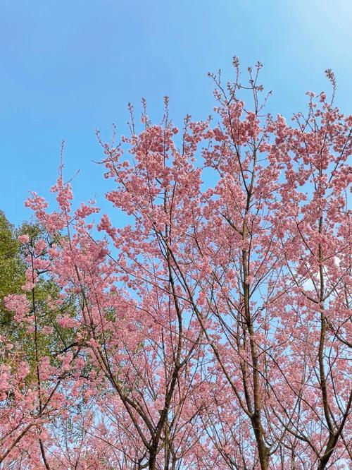 藤枝櫻花開了嗎?2024年藤枝森林遊樂區櫻花季最新花況、賞櫻攻略與交通指南 3 藤枝櫻花開了嗎