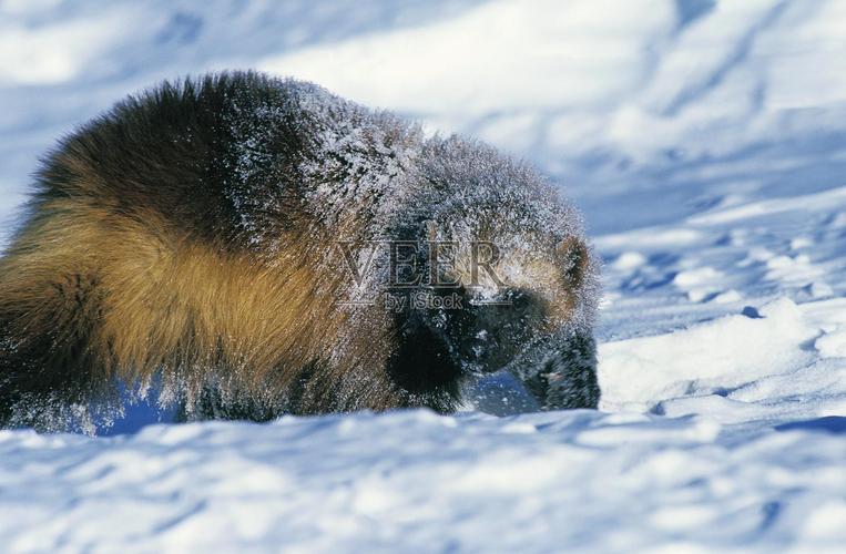 雪狼多大:深入解析北極狼的體型、重量與生長習性 1 雪狼多大