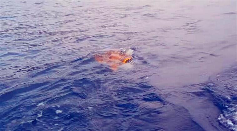 掉到海裡會浮起來嗎