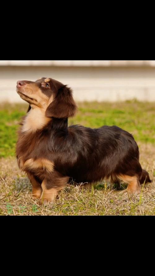 長毛臘腸多久洗一次澡