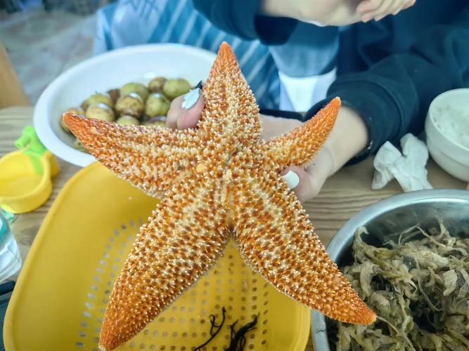 潮間帶有海星嗎