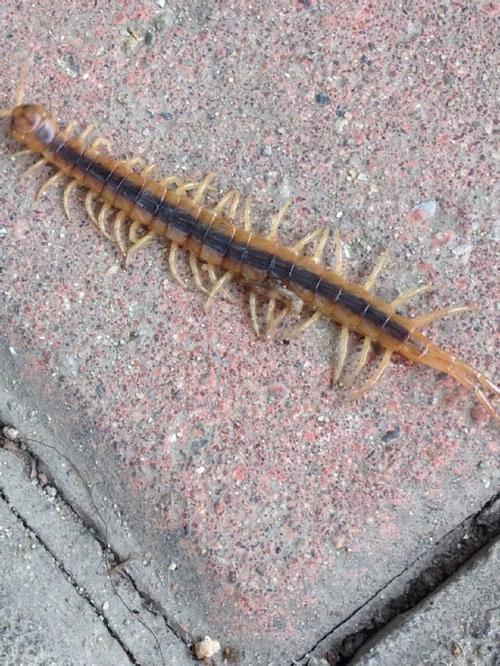 家裡為什麼會有蜈蚣