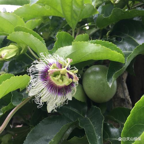 百香果為什麼不開花:揭秘您的百香果為何遲遲不結果?完整解析與解決方案 3 百香果為什麼不開花