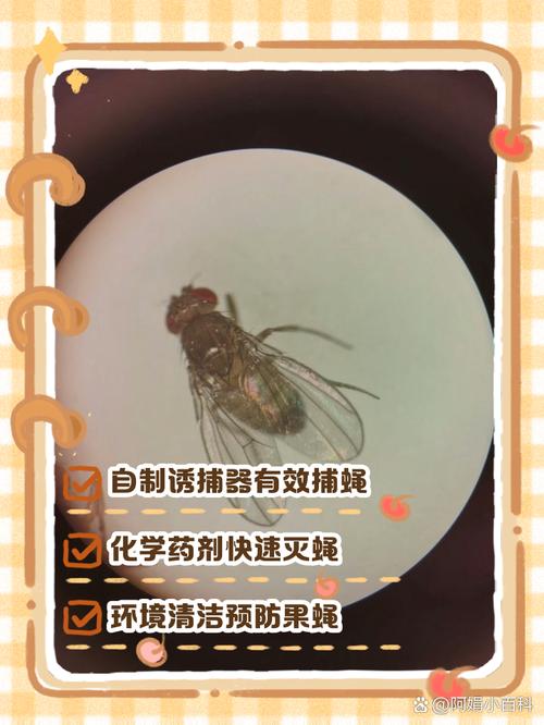 果蠅如何消滅