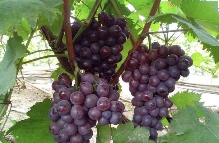 馬陸是消費者嗎:深入解析馬陸的生態位與食物鏈角色 3 馬陸是消費者嗎