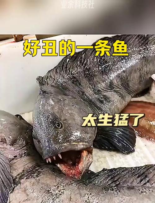 醜魚是男生嗎