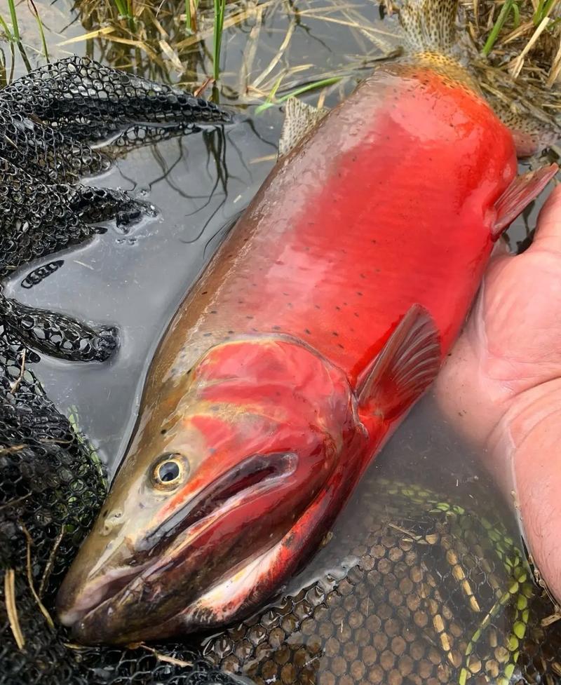 鮭魚算是紅肉嗎