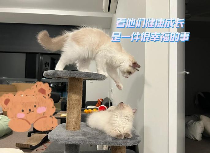 小貓幾個月帶回家