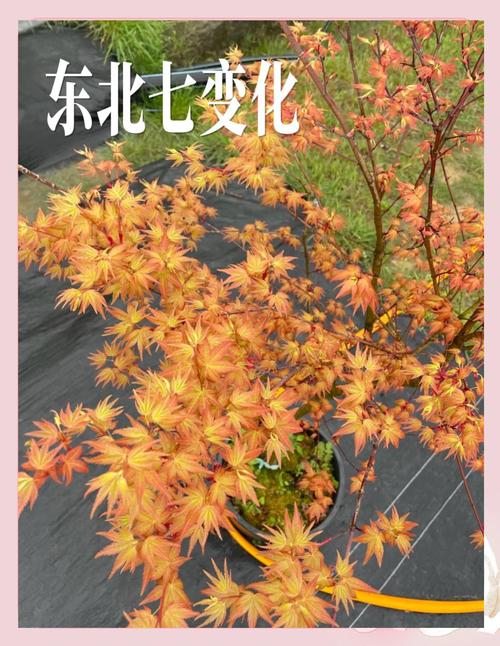 賞楓穿什麼顏色