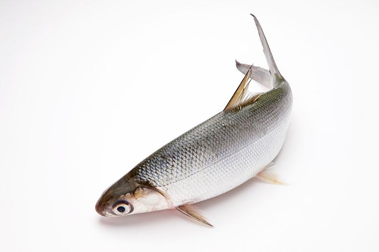 虱目魚 中國叫什麼