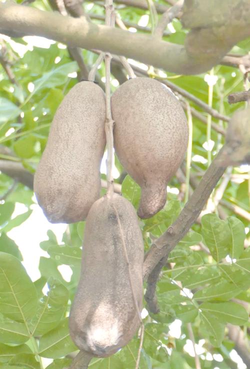 砲彈樹的果實可以吃嗎