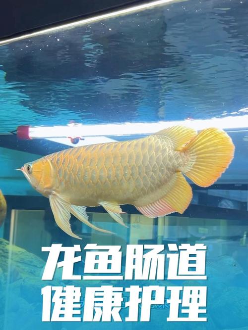 龍魚怎麼看