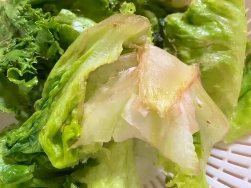 生菜可以真空嗎