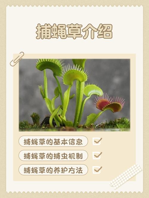 捕蠅草怎麼種