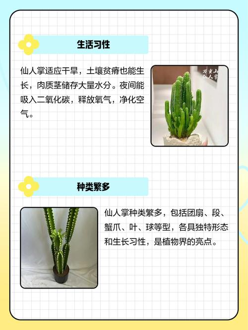 家裡為什麼不能放仙人掌