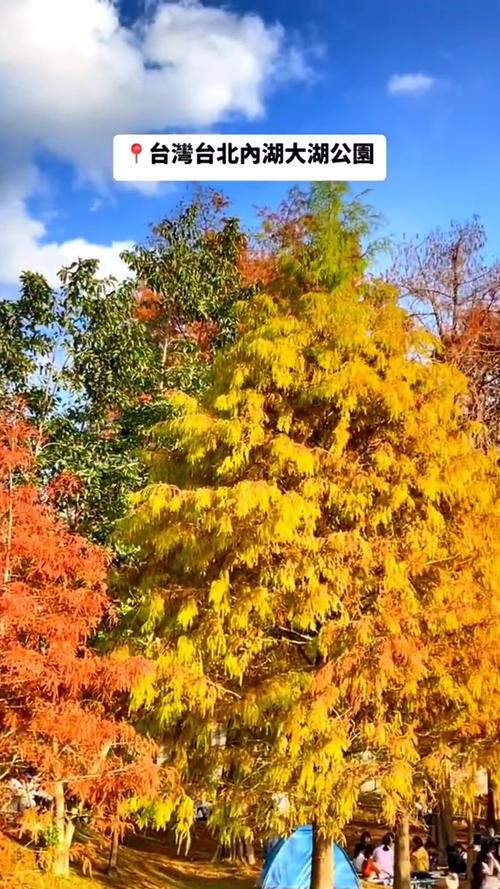 落羽松為何變色