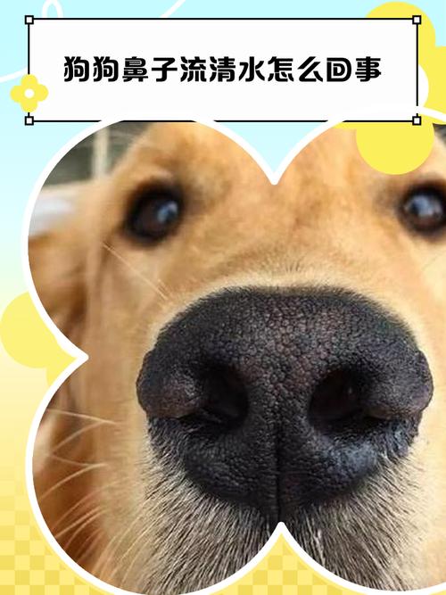 狗流鼻水透明