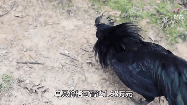 藍寶堅尼雞多少錢:深入解析昂貴稀有「藍寶堅尼雞」的價格、特性與購買指南 1 藍寶堅尼雞多少錢