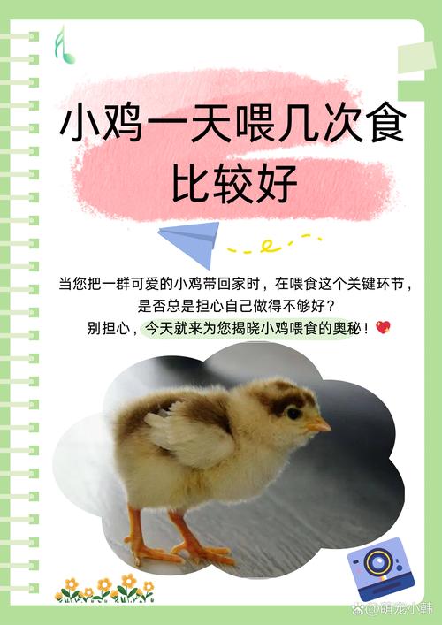 小雞一直叫是什麼原因