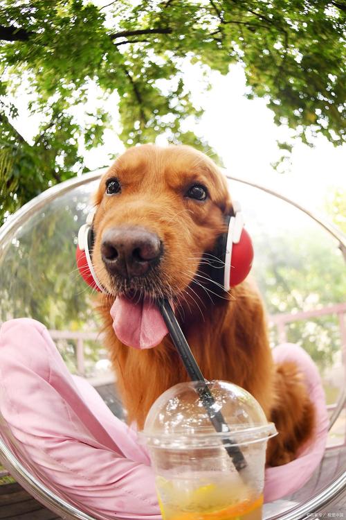 狗喝到酒精會怎樣:毛小孩誤飲酒精的緊急處理與預防指南 3 狗喝到酒精會怎樣