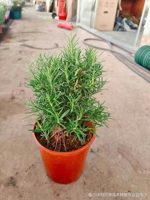 迷迭香幾耐淋一次水掌握正確澆水技巧,讓您的迷迭香枝葉茂盛、香氣四溢 3 迷迭香幾耐淋一次水