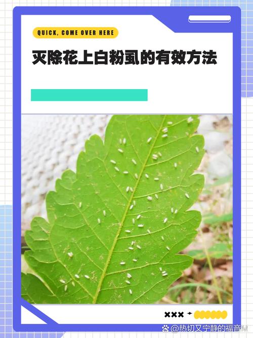 如何消滅粉蝨:從辨識到根除,居家植物害蟲防治全攻略 3 如何消滅粉蝨
