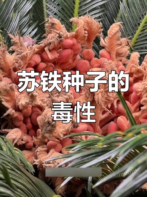 蘇鐵種子如何發芽