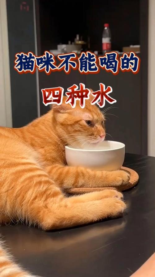 小貓可以喝蜂蜜水嗎