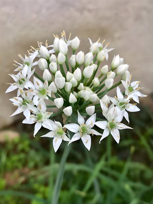 韭菜的花能吃嗎