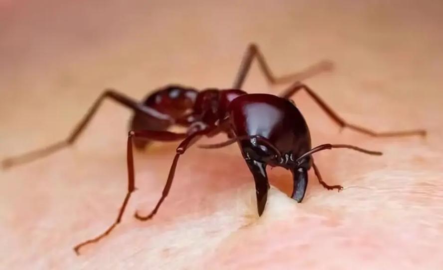 紅火蟻長怎樣:完整外觀特徵、辨識與危害全解析 1 紅火蟻長怎樣