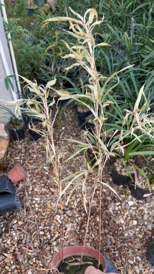 竹子要用什麼肥料