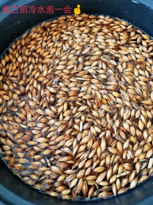 水麥芽是什麼東西