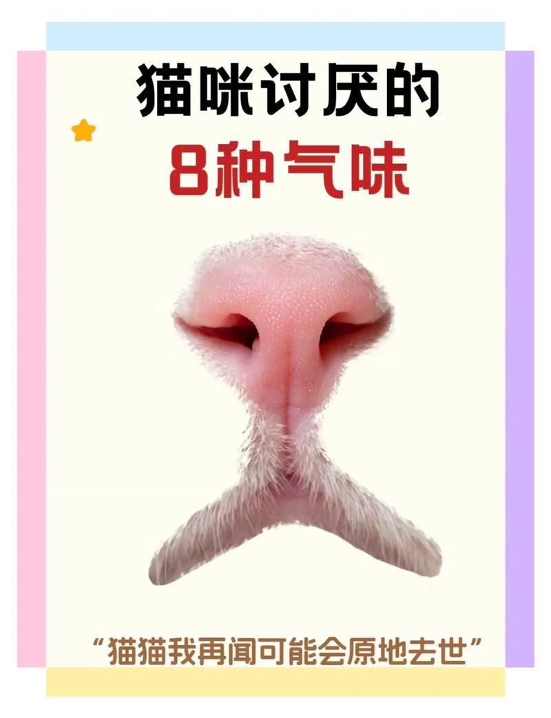 貓咪聽力人類幾倍