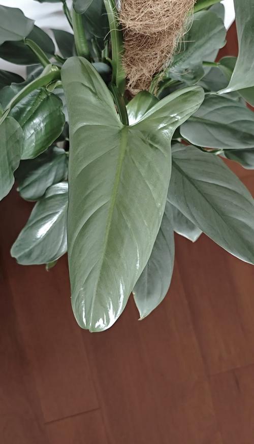 蔓綠絨如何照顧