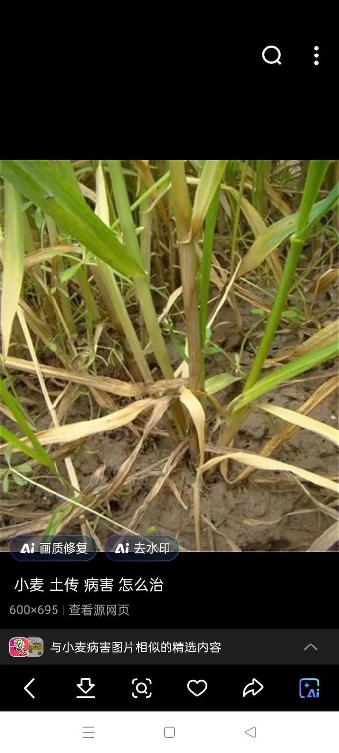 小麥真的不好嗎