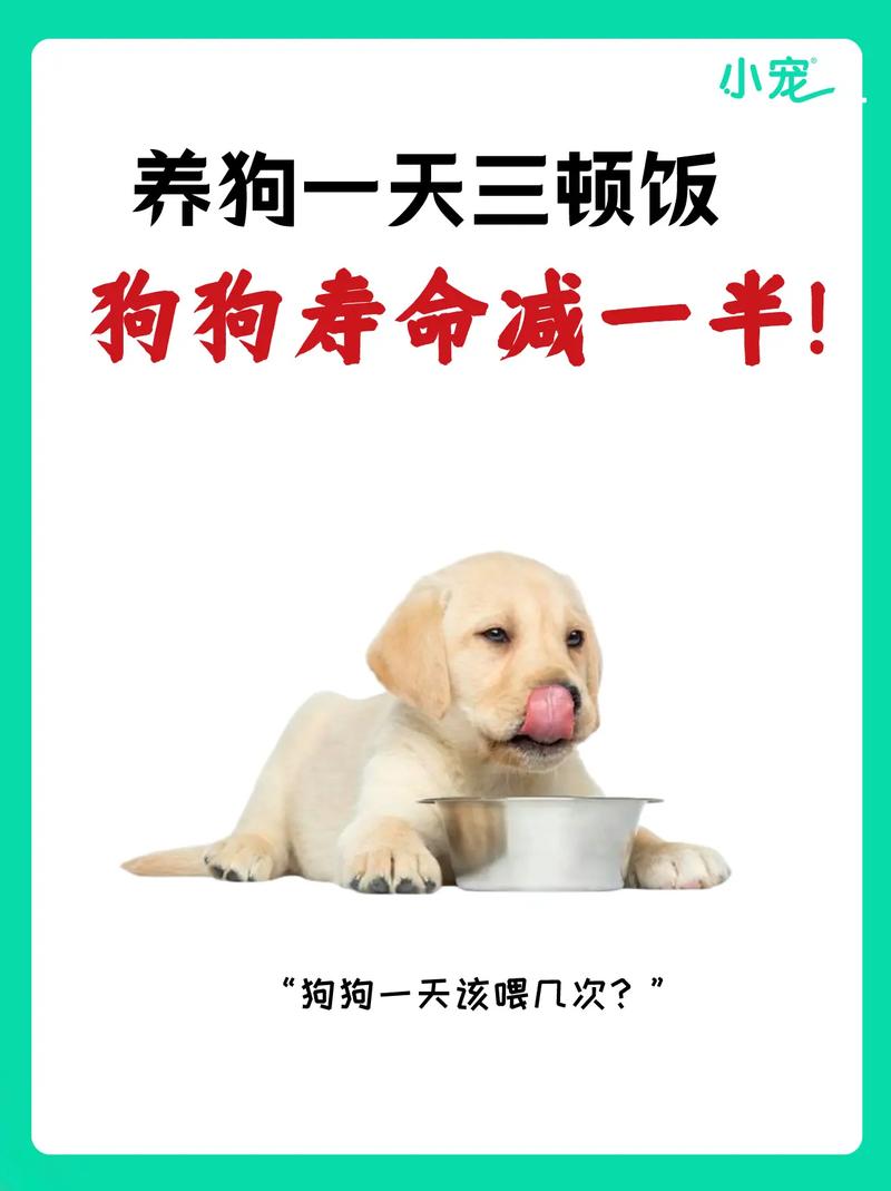 老狗一天幾餐