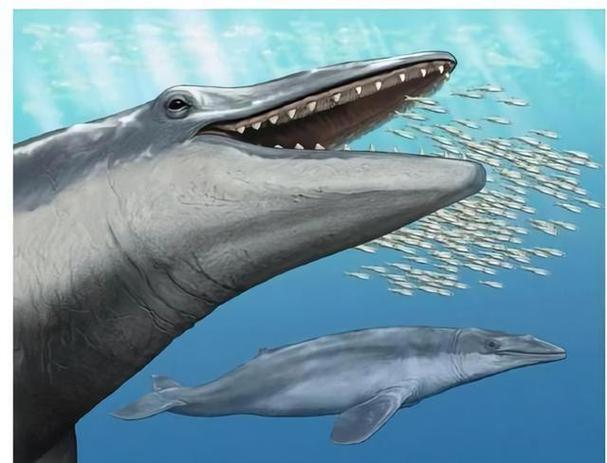 鯊魚哺乳類解密:鯊魚究竟是不是哺乳類?深度解析海洋生物分類的奧秘 1 鯊魚哺乳類